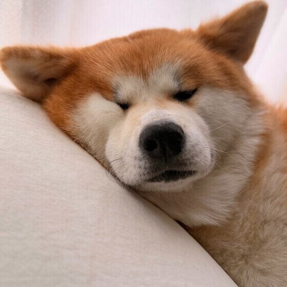 お昼寝中の秋田犬