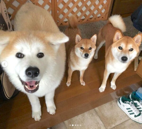 仲良しなててくん、ももちゃん、らいちゃん