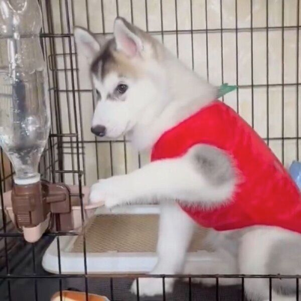 水に興味津々の琥珀ちゃん