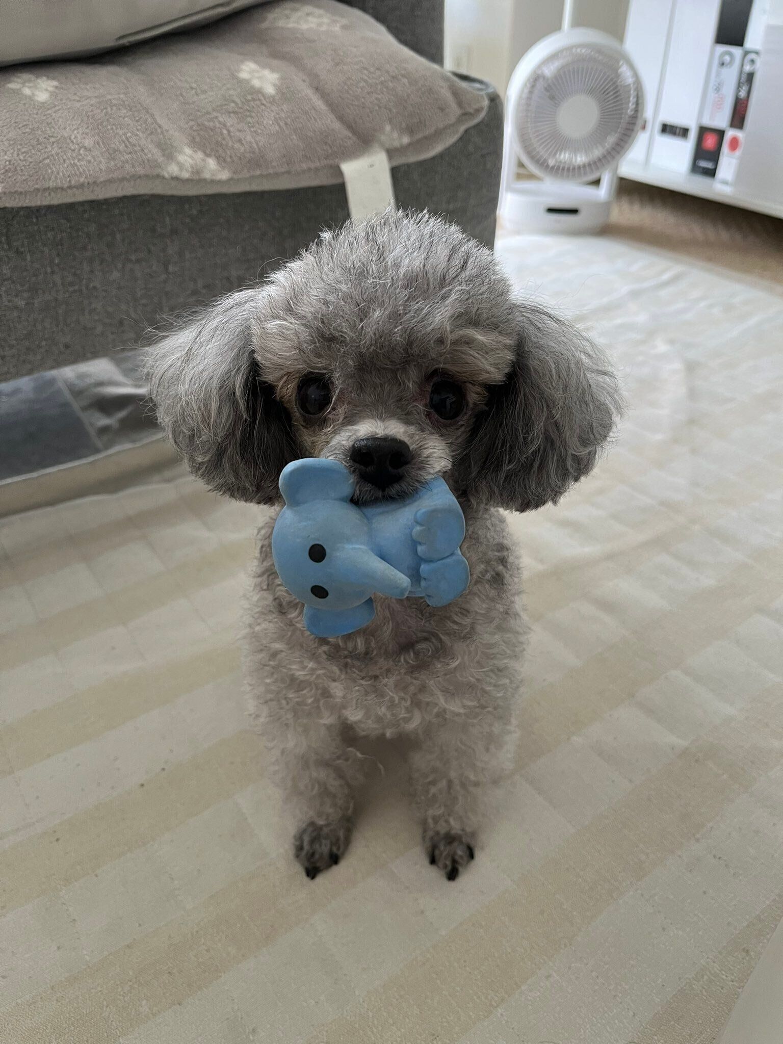 おもちゃを咥えるくぅちゃん