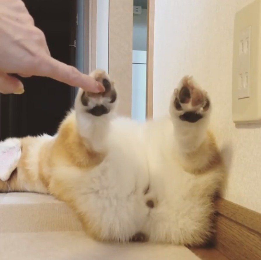 コーギーの肉球に忍び寄る、飼い主さんの手