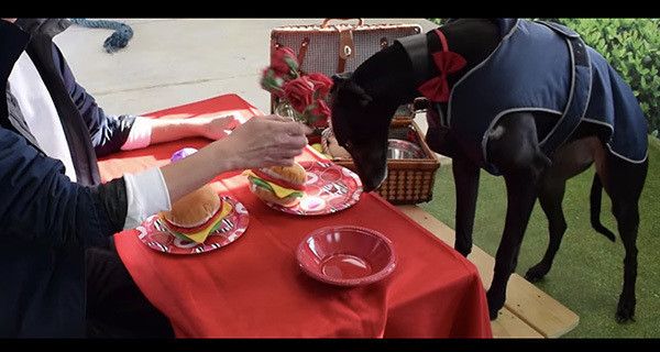 男性とデートするグレーハウンド