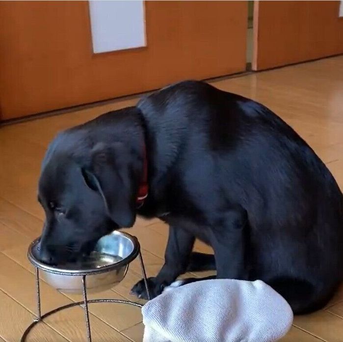 水を飲むつきちゃん