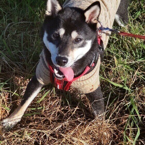 柴のまろちゃん