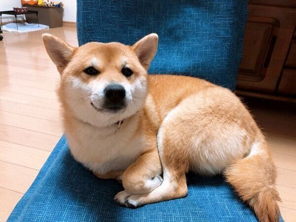 くつろぐつむちゃん