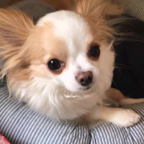 くつろぐチワワ