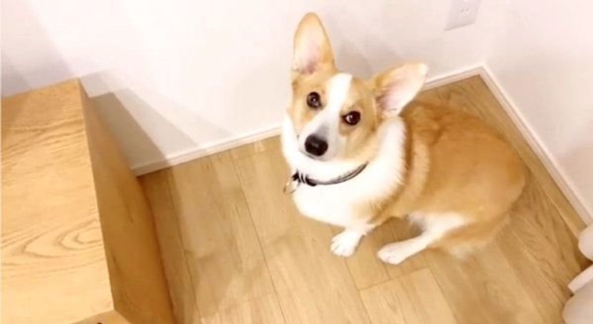 ボク困ってるの って顔してる あざと可愛い犬の姿とは いぬのきもちweb Magazine ボク困ってるの って顔してる あざと可愛い犬の姿とは いぬのきもちweb Magazine