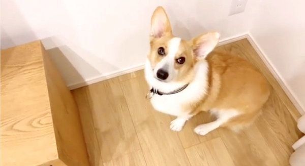 かまってアピールをするむぎくん