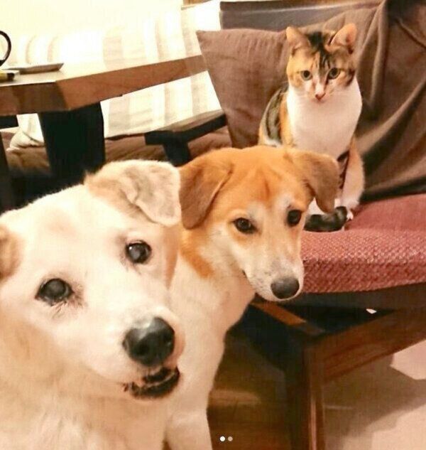 集合するコロちゃん、チコちゃん、ごんすけちゃん