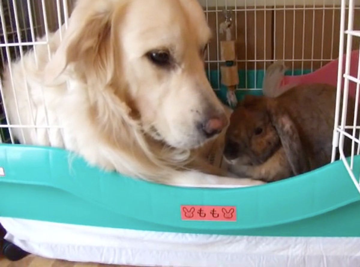 ウサギとラブラブなワンコ その光景を不思議そうに見つめていたのは F F いぬのきもちweb Magazine ウサギとラブラブなワンコ その光景を不思議そうに見つめていたのは F F いぬのきもちweb Magazine