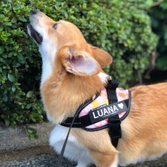 散歩するウェルシュ・コーギー・ペンブローク