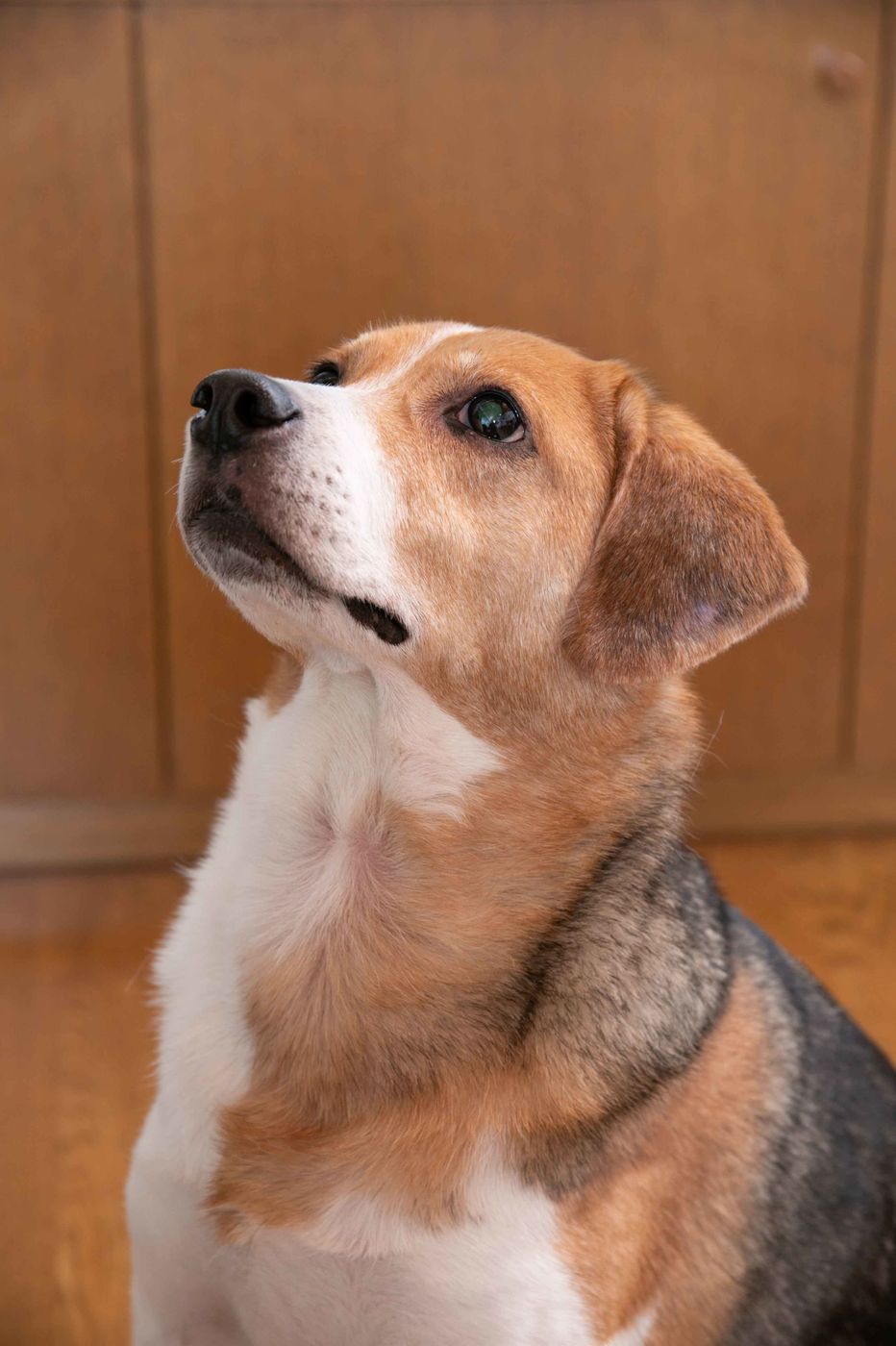 お笑い芸人 みやぞんさんが歌って語る 特別企画 いぬのここが好き を語ろう いぬのきもちweb Magazine お笑い芸人 みやぞんさんが歌って語る 特別企画 いぬのここが好き を語ろう いぬのきもちweb Magazine
