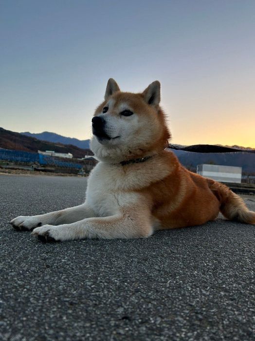 屋外で撮影された柴犬