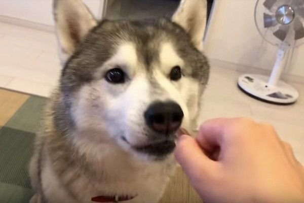 シベリアン・ハスキー