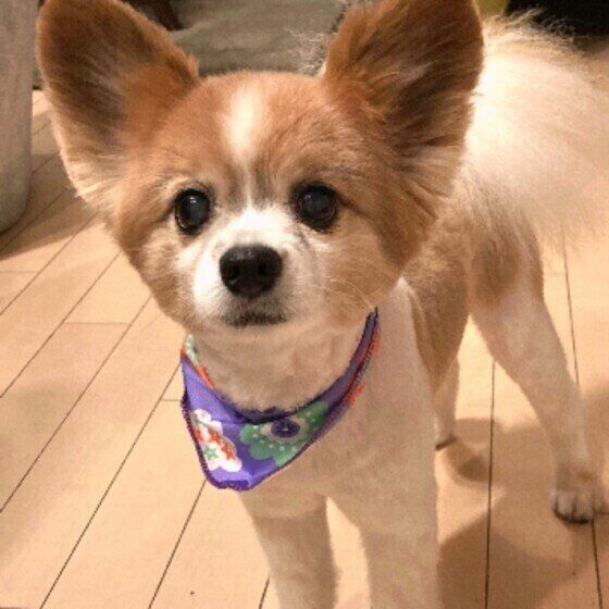 カットしてさっぱりのパピヨン空くん