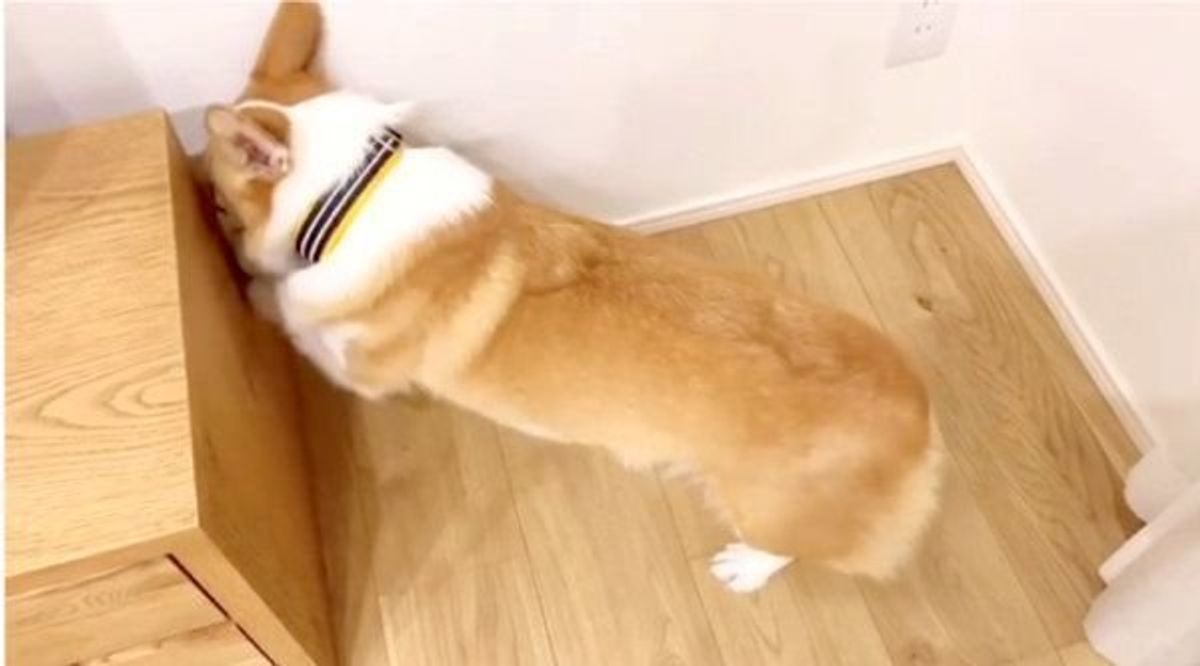 ボク困ってるの って顔してる あざと可愛い犬の姿とは いぬのきもちweb Magazine ボク困ってるの って顔してる あざと可愛い犬の姿とは いぬのきもちweb Magazine