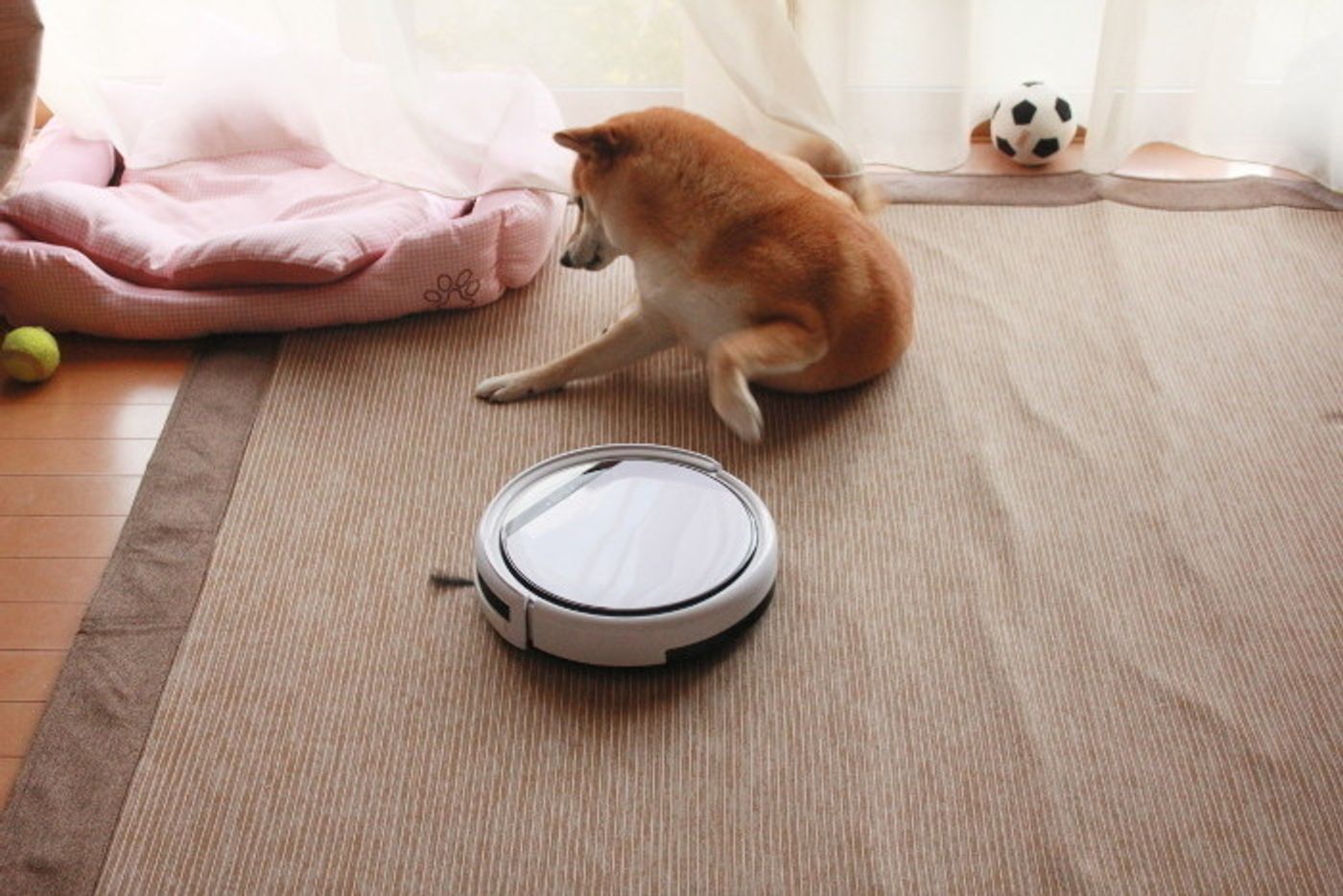 柴犬マロたん 6年ぶりにやってきたロボット掃除機と対面 戦いの行方はいかに いぬのきもちweb Magazine 柴犬マロたん 6年ぶりにやってきたロボット掃除機と対面 戦いの行方はいかに いぬのきもちweb Magazine