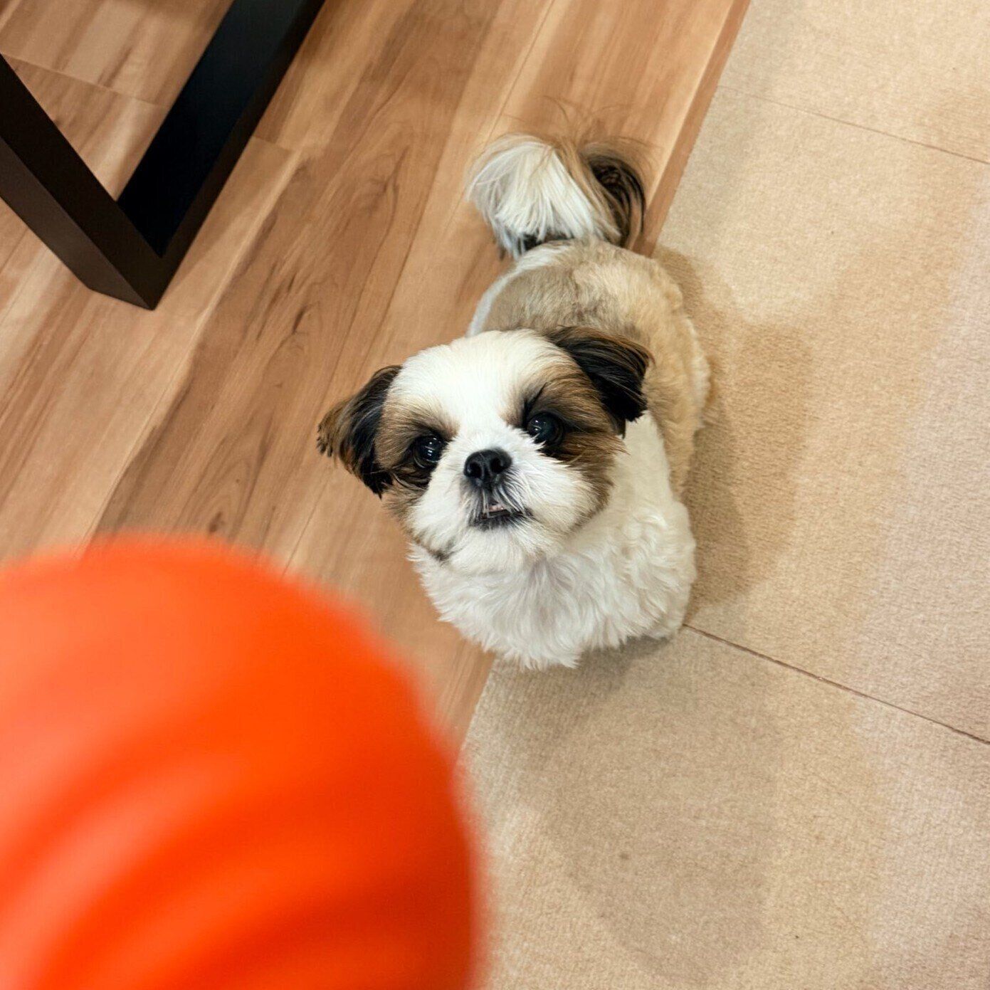 ふだんの様子　ボールを見つめるコロくん