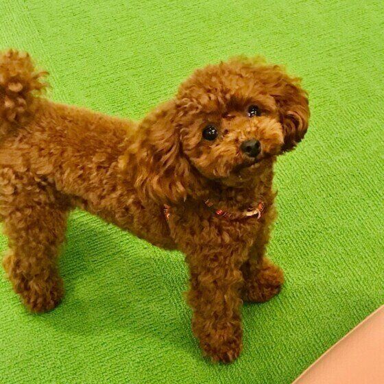 トイ・プードルのモコちゃん。屋内ドッグランデビュー♪