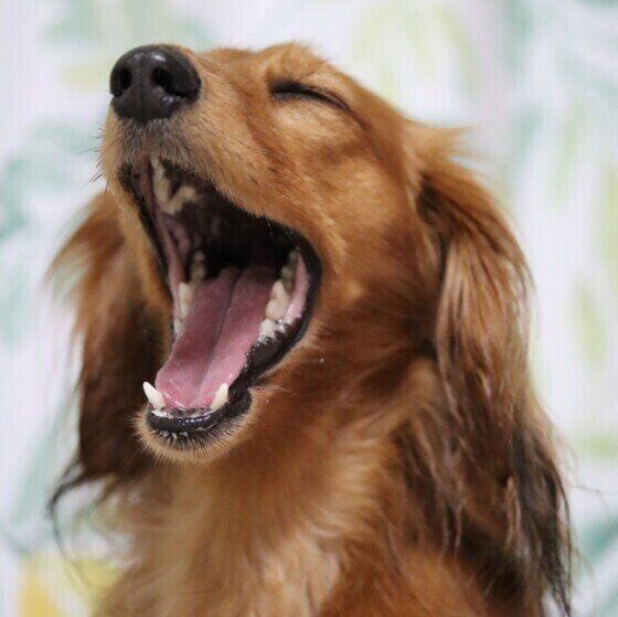 あくびをするユリアちゃん（ミニチュア・ダックスフンド）