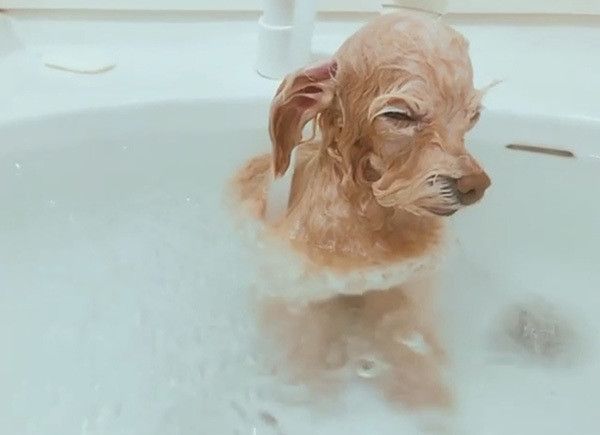 お風呂でウトウトするトイ・プードル