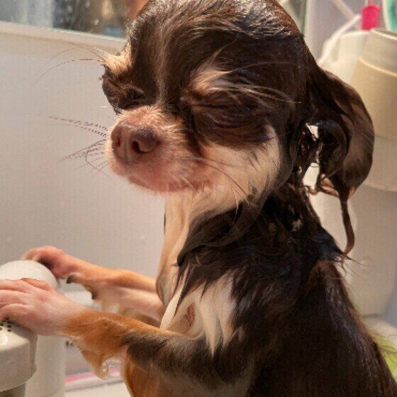 お風呂に入るチワワの男の子