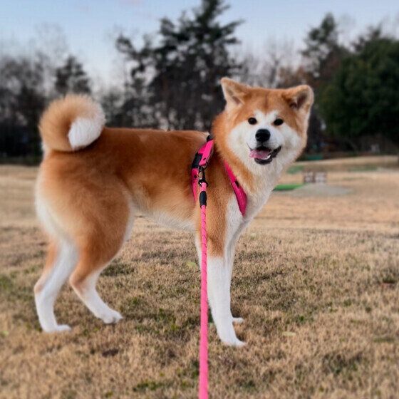 散歩する秋田犬