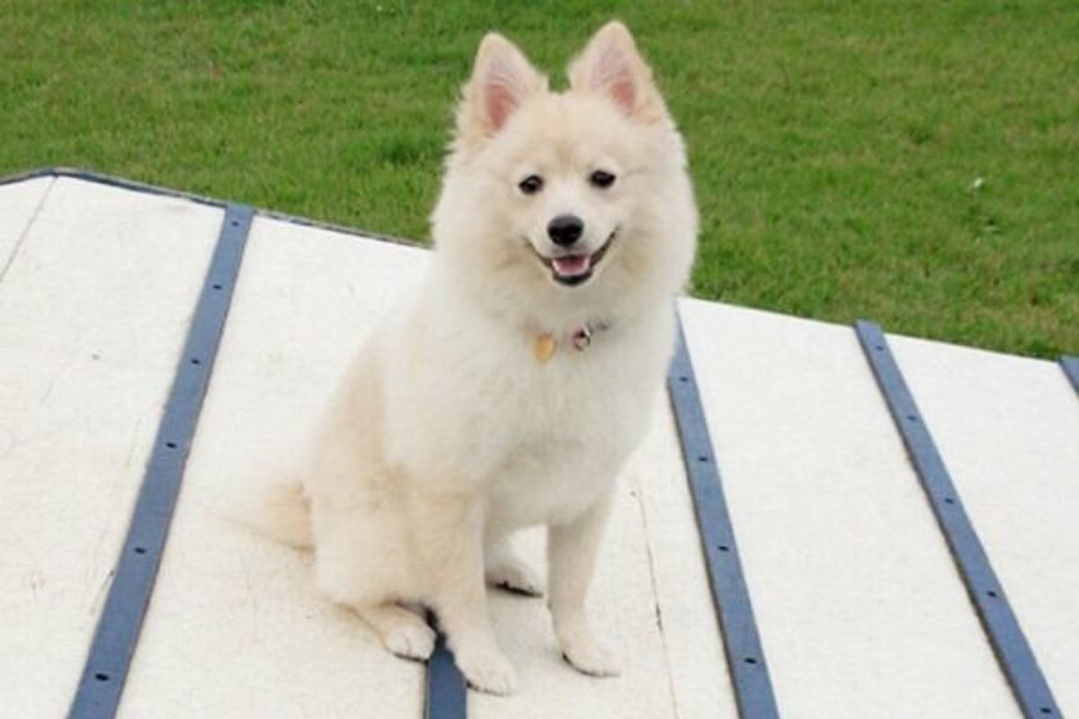 犬が散歩のときにお尻をフリフリ 腰をくねくね これ 病気の可能性も いぬのきもちweb Magazine 犬が散歩のときにお尻をフリフリ 腰をくねくね これ 病気の可能性も いぬのきもちweb Magazine