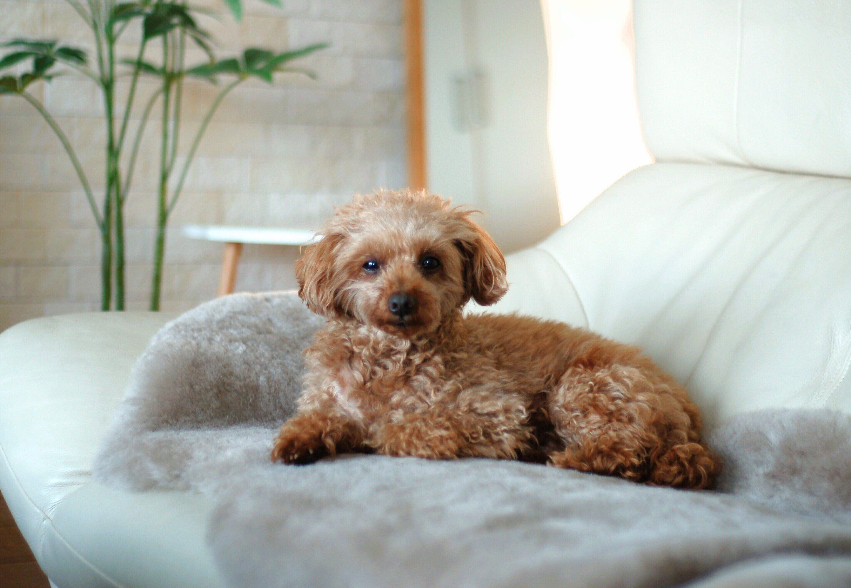 飼い主さんの近くにやって来たゆずくん