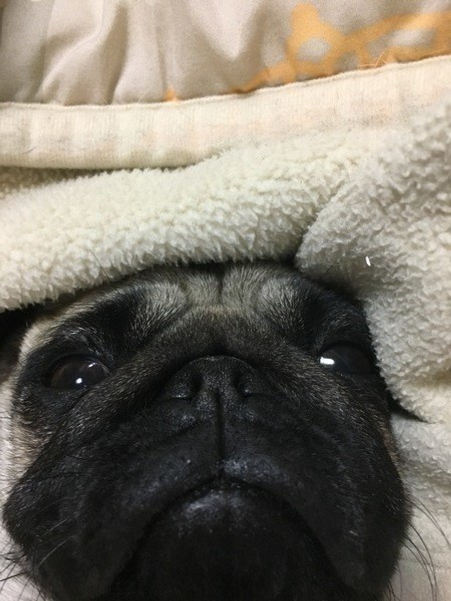 コタツも要注意 寒さに弱いワンちゃんを守る 暖房を使った正しい暖め方とは いぬのきもちweb Magazine コタツも要注意 寒さに弱いワンちゃんを守る 暖房を使った正しい暖め方とは いぬのきもちweb Magazine