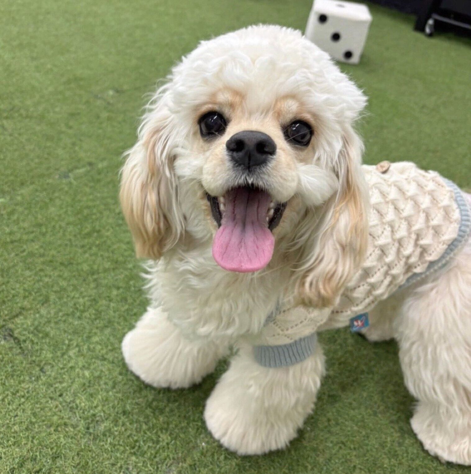 生後8カ月のころに撮影したパルちゃん