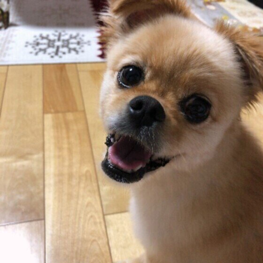 犬のキシリトール中毒に注意 人用のガムや歯磨き粉で犬が中毒を起こす いぬのきもちweb Magazine 犬のキシリトール中毒に注意 人用のガムや歯磨き粉で犬が中毒を起こす いぬのきもちweb Magazine