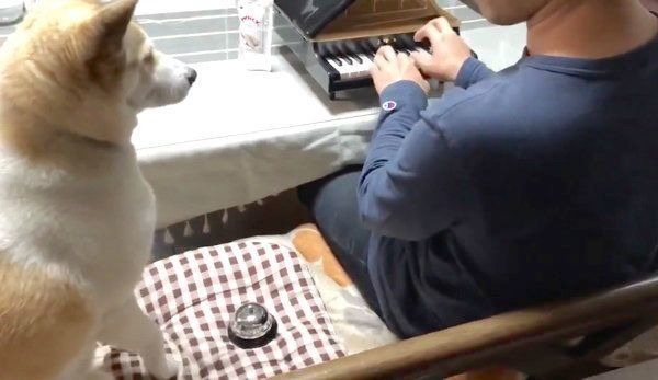 飼い主さんのピアノに合わせてベルを鳴らすチャムちゃん