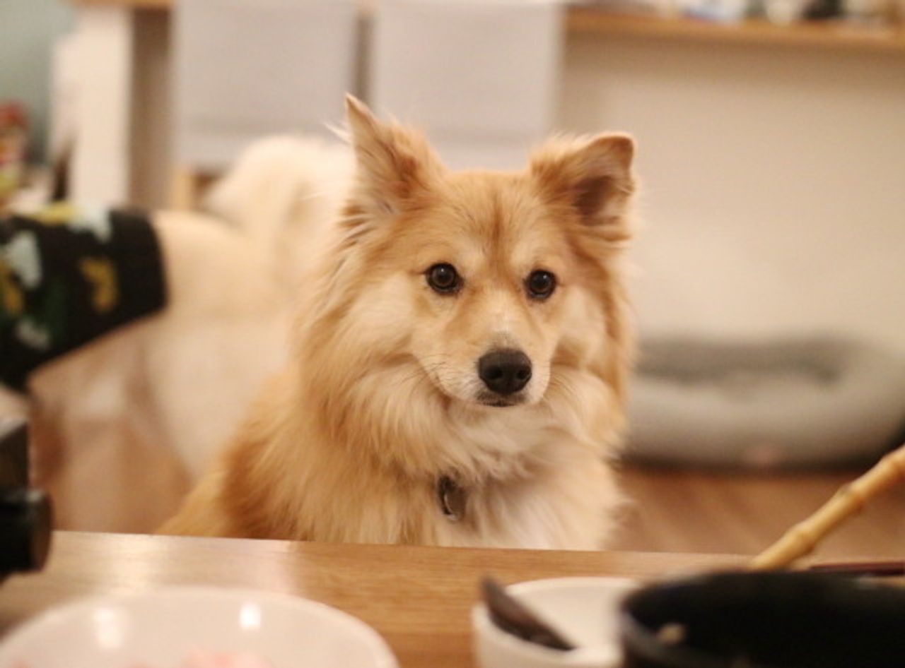 テーブルに登らない わが家流の しつけ 穴澤賢の犬のはなし いぬのきもちweb Magazine テーブルに登らない わが家流の しつけ 穴澤賢の犬のはなし いぬのきもちweb Magazine