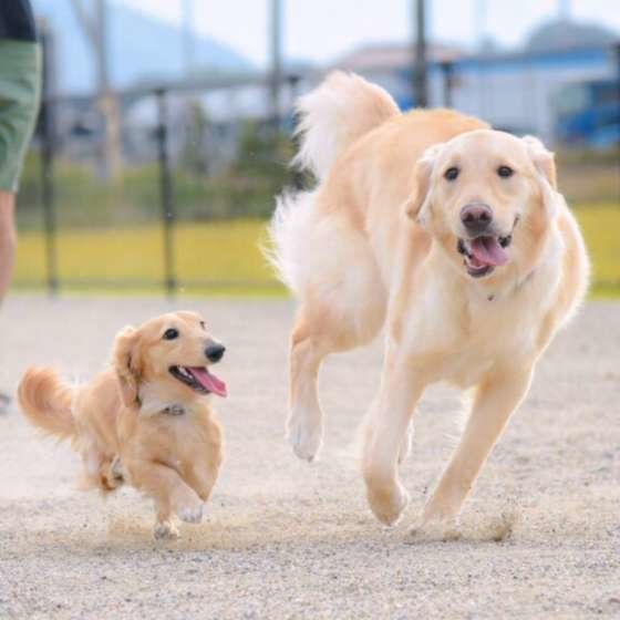 多頭飼い 経験者に聞く 犬同士が仲良くなれる秘訣って何 いぬのきもちweb Magazine