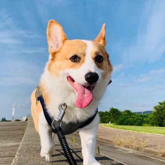 お散歩するウェルシュ・コーギー・ペンブローク