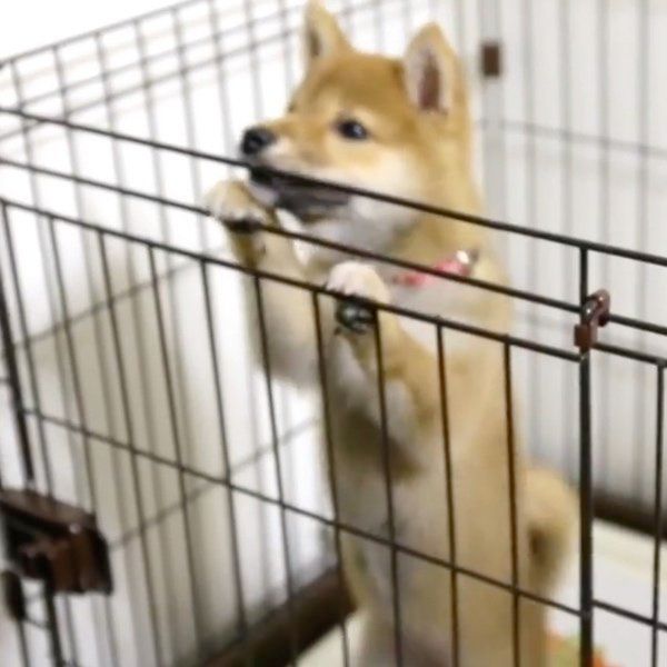 飼い主さんに媚びを売る柴犬