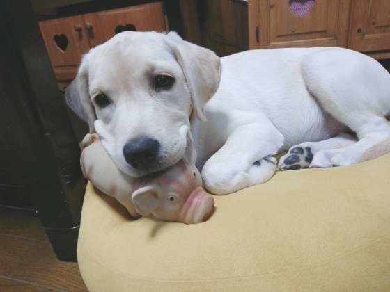 ブタのオモチャが好きなラブラドール・レトリーバー