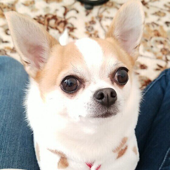 徐々に進行する変形性関節症とは？犬の歩き方に注意！ いぬのきもち