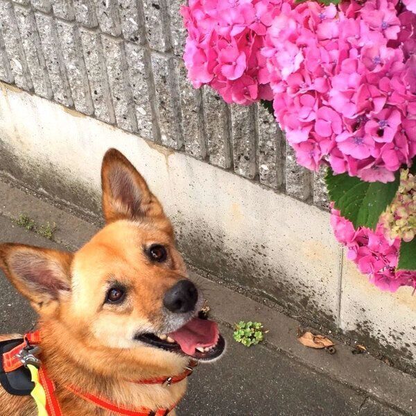 笑顔のこむぎちゃん