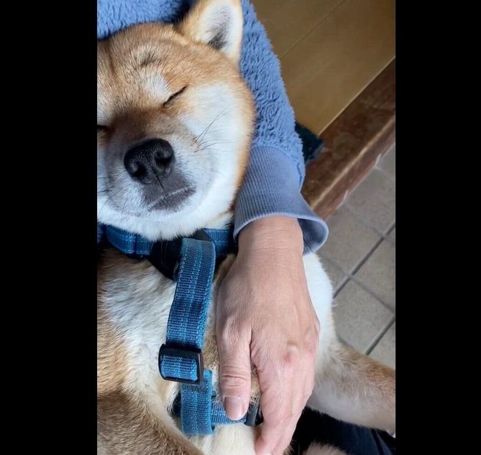 足拭き中にイビキをかく福ちゃん