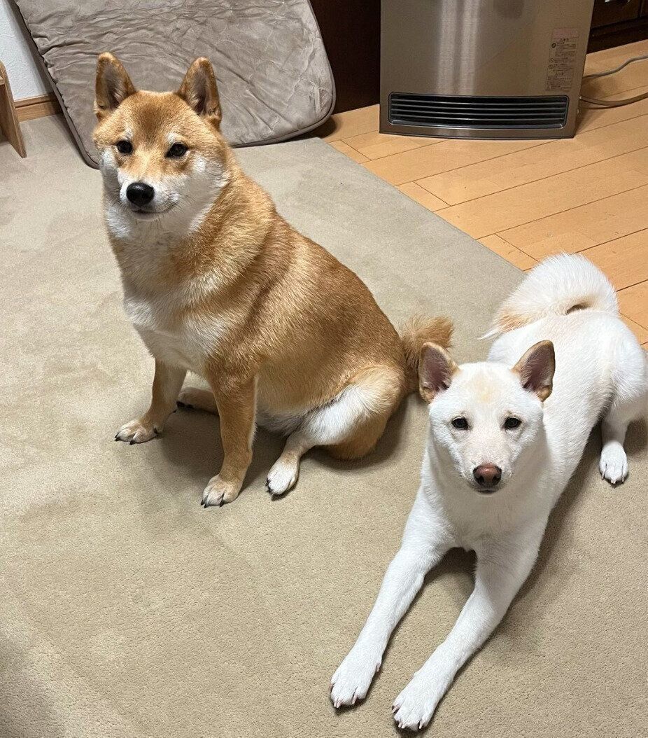 暖かい場所を知っているぽん太くん、うに太くん
