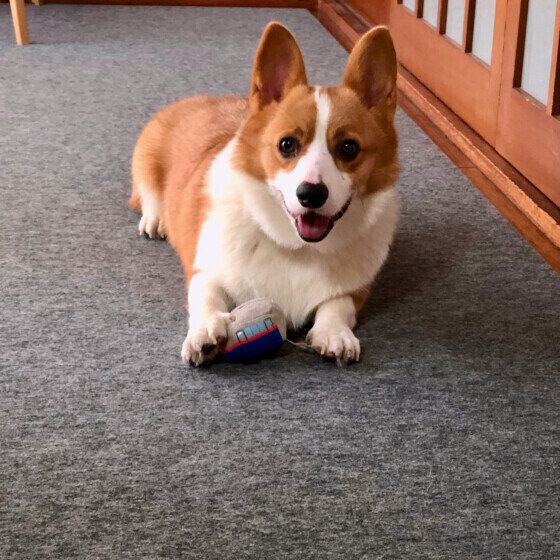 おもちゃで遊ぶコーギーのバロンくん