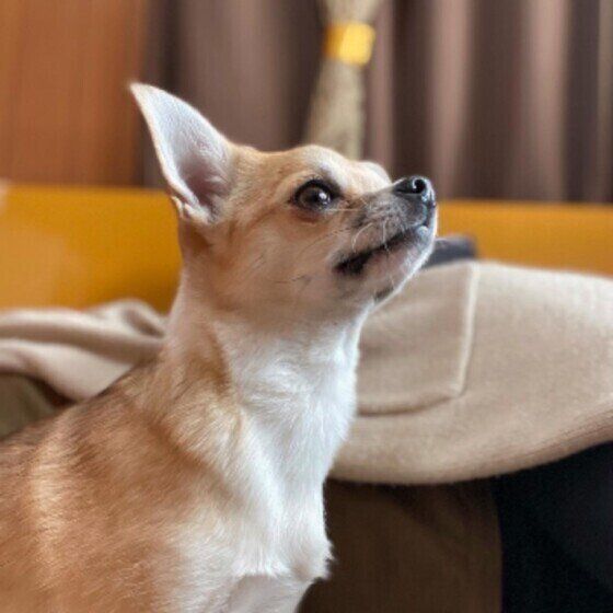 チワワのきなこちゃん