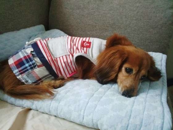 ミニチュアダックスフンド