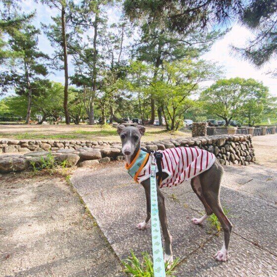 イタリアン グレーハウンドの特徴 性格 最新価格と飼い方 いぬのきもち 犬図鑑 いぬのきもちweb Magazine