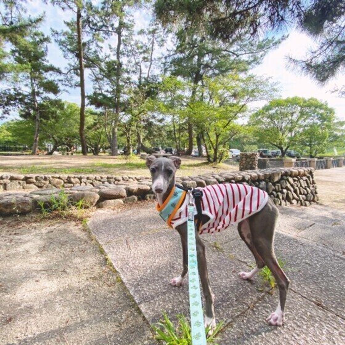 イタリアン グレーハウンドの特徴 性格 最新価格と飼い方 いぬのきもち 犬図鑑 いぬのきもちweb Magazine イタリアン グレーハウンドの特徴 性格 最新価格と飼い方 いぬのきもち 犬図鑑 いぬのきもちweb Magazine