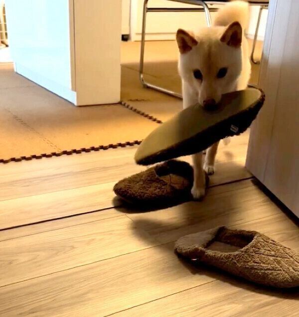 スリッパをくわえてくるボスくん