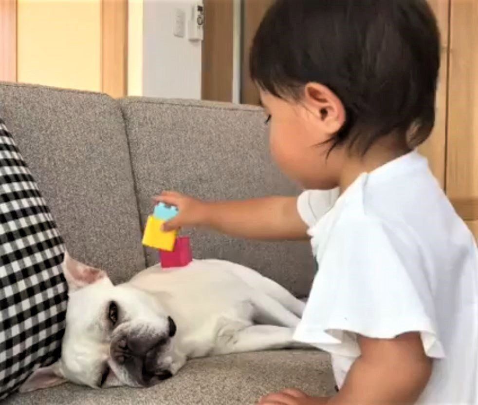 女の子にされるがままのフレンチブルドッグ