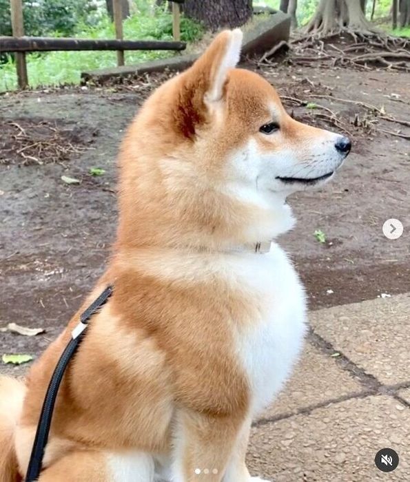 公園パトロールをするハクくん